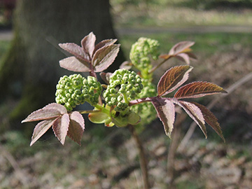 Sambucus_racemosa_BOObstwiese_250317_ja03.jpg