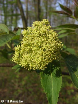 Sambucus_racemosa_DU_MariaInDerDrucht_240410_TK02.jpg