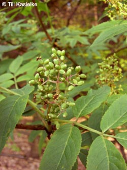 Sambucus_racemosa_HiesfelderWald_010509_TK02.jpg