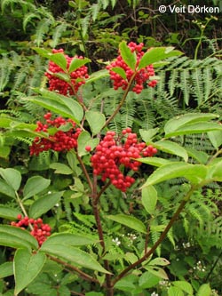 Sambucus_racemosa_Katzen150609_VD02.jpg