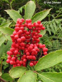 Sambucus_racemosa_Katzen150609_VD03.jpg