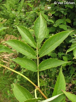 Sambucus_racemosa_Katzen150609_VD05.jpg