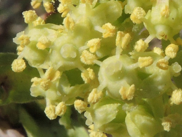 Sambucus_racemosa_Obstwiese_BOQuereburg_090417_ja08.jpg