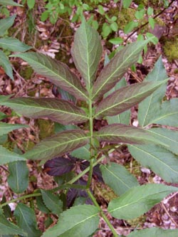 Sambucus_racemosa_ZecheNachtigall_270410_TK01.jpg