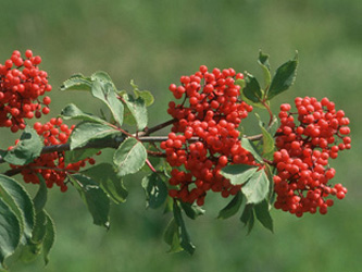 Sambucus_racemosa_ja01.jpg