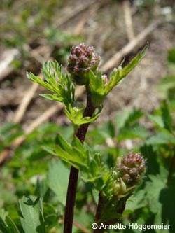 Sanguisorba_minor_HERCrange050513_ho02.jpg