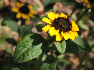 Sanvitalia_procumbens_100916_ja01.jpg