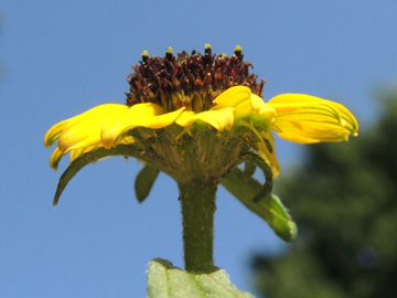 Sanvitalia_procumbens_100916_ja07.jpg