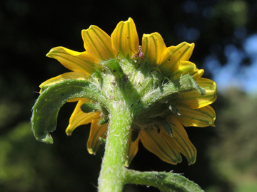 Sanvitalia_procumbens_100916_ja11.jpg