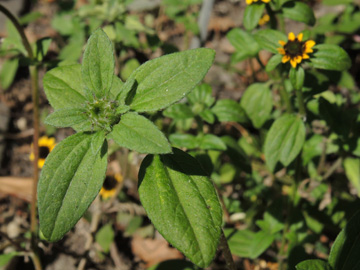 Sanvitalia_procumbens_100916_ja23.jpg