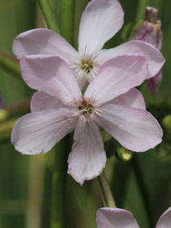 Saponaria_officinalis_KMerkenichRhein_CB02.jpg