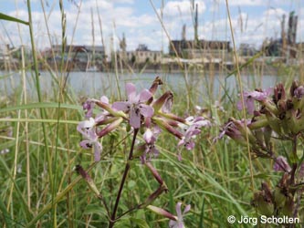 Saponaria_officinalis_KMerkenichRhein_JScholten01.jpg