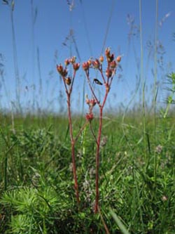 Saxifraga_granulata_BottendorferHuegel_Kyffhaeuser030610_ja02.jpg