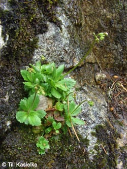 Saxifraga_stellaris_SWD2009_TK92.jpg