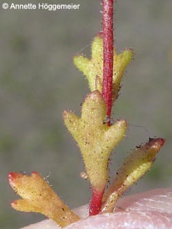 Saxifraga_tridactylites_HERCrange050513_ho02.jpg