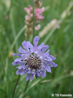 Scabiosa_columbaria_SWD2009_TK159.jpg