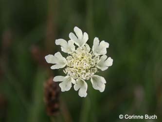Scabiosa_ochroleuca_Elbe2008_5_CB01.jpg