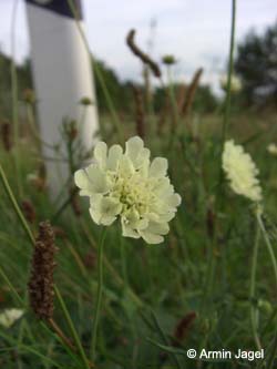 Scabiosa_ochroleuca_Elbe2008_5_ja21.jpg