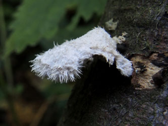 Schizophyllum_commune_BOMailand_111015_ja01.jpg