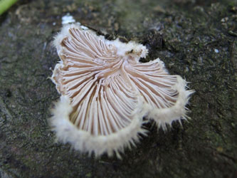 Schizophyllum_commune_BOMailand_111015_ja05.jpg