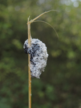 Schleimpilz_BO_Koenigsbuescher_Waeldchen_Pilze_ja01.jpg