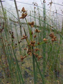 Schoenoplectus_tabernaemontani_DOHoerdePhoenixsee210712_TK04.jpg