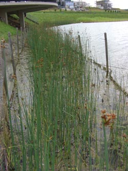 Schoenoplectus_tabernaemontani_DOHoerdePhoenixsee210712_TK08.jpg