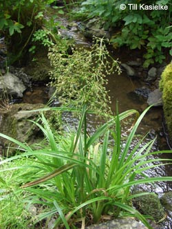 Scirpus_sylvaticus_Moosberg_090612_TK53.jpg