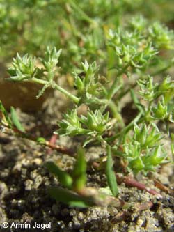 Scleranthus_annuus_Elbe2008_8_ja34.jpg