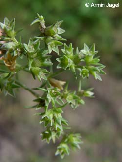 Scleranthus_annuus_Elbe2008_8_ja35.jpg