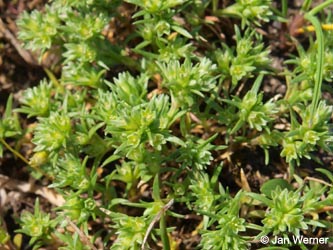 Scleranthus_polycarpos_HERCrange050513_JW01.jpg