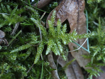 Scleropodium_purum_RUBMoose210117_CB01.jpg