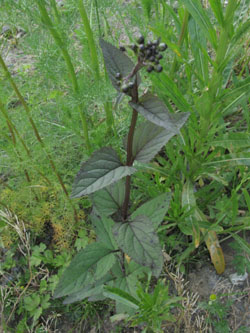 Scrophularia_nodosa_BOKalwes040613_TK01.jpg