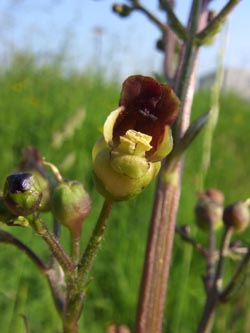 Scrophularia_nodosa_Bo080606_ja01.jpg