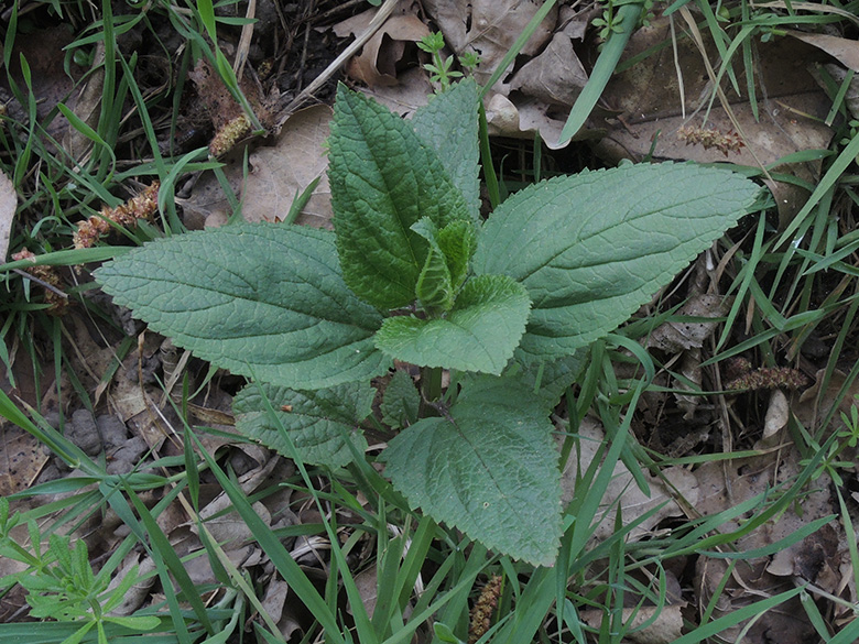 Scrophularia_nodosa_Sheffieldring_BO_Havkenscheid_130420_ja02.jpg