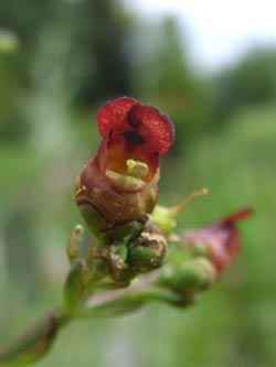 Scrophularia_umbrosa_BGD230607_ja03.jpg