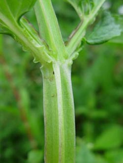 Scrophularia_umbrosa_HATBlankensteinRuhr_ja02.jpg