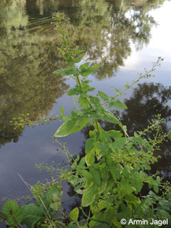 Scrophularia_umbrosa_neesii_Grevenbroich_Erft_290815_ja01.jpg