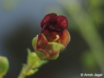 Scrophularia_umbrosa_neesii_Grevenbroich_Erft_290815_ja04.jpg