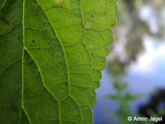 Scrophularia_umbrosa_neesii_Grevenbroich_Erft_290815_ja09.jpg