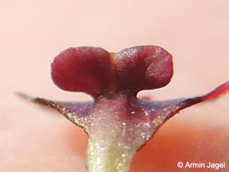 Scrophularia_umbrosa_neesii_Grevenbroich_Erft_290815_ja31.jpg