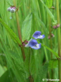 Scutellaria_galericulata_Moosberg_090612_TK17.jpg