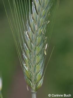 Secale_cereale_Eifel2012_LaacherSee070612_CB02.jpg