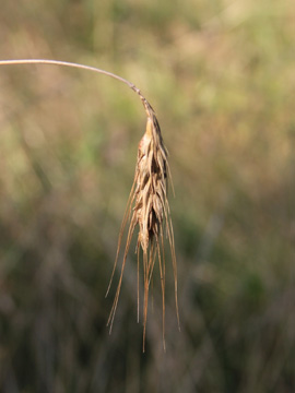 Secale_cereale_Waldstaudenroggen_150816_CB03.jpg