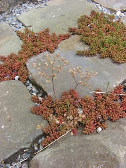 Sedum_album_micranthum_DOHoerdePhoenixsee210712_TK01.jpg