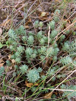 Sedum_reflexum_Elbe2008_5_ja22.jpg