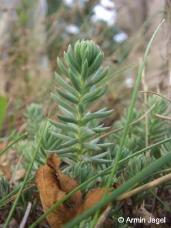 Sedum_reflexum_Elbe2008_5_ja23.jpg