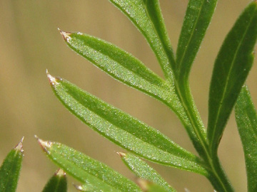 Selinum_carvifolia_Ascheberg060810_ja06.jpg