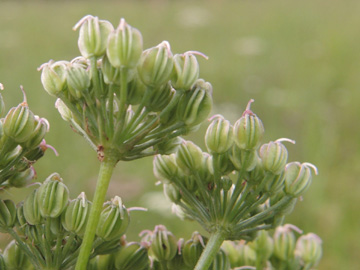 Selinum_carvifolia_Iserlohn_Loebbeckenkopf_090817_ja03.jpg