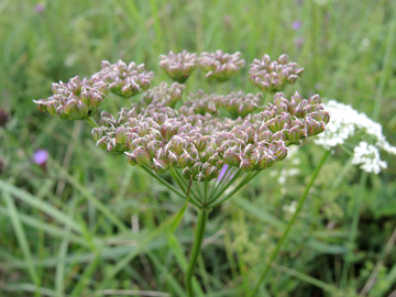 Selinum_carvifolia_Iserlohn_Loebbeckenkopf_090817_ja07.jpg